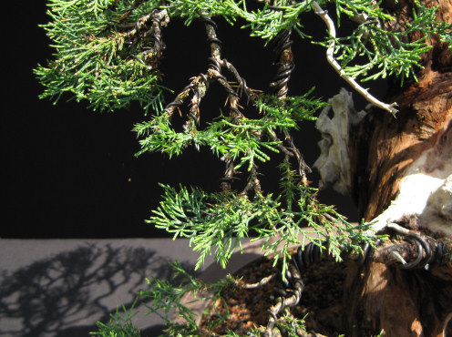 chinese juniper bonsai